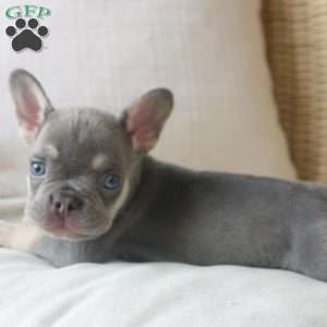 Buddy, French Bulldog Puppy